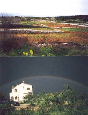 loznati2.jpg (26023 bytes)