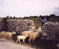 lubenice3.jpg (9216 bytes)