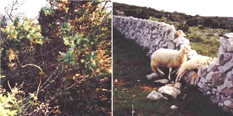 miholascica2.jpg (34085 bytes)